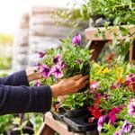 Choosing the Right Plants for Your Landscape