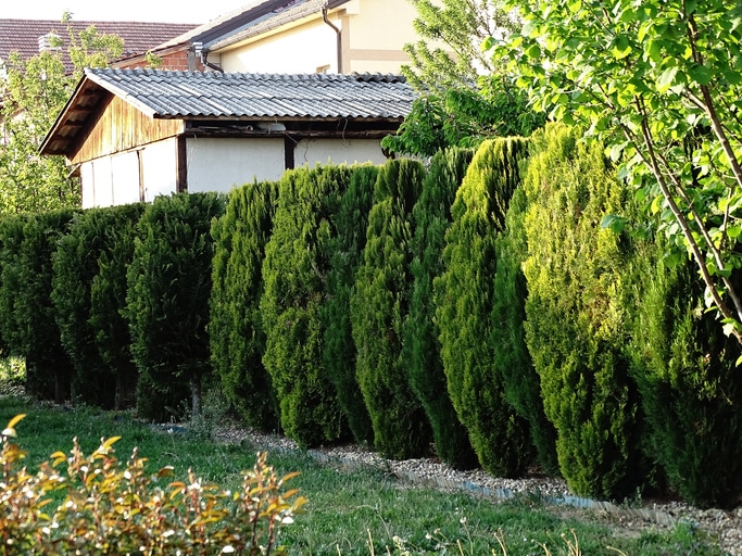 Read more about the article How to Create a Natural Privacy Fence with Hedges