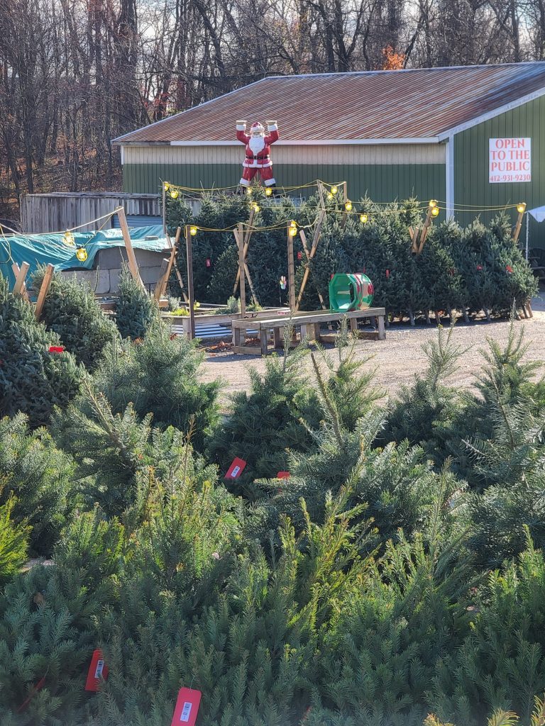 Read more about the article How Early Should I Get a Christmas Tree?