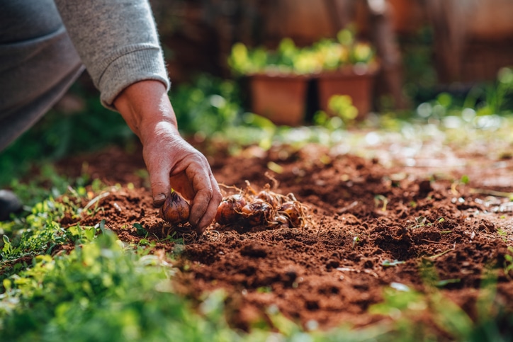 You are currently viewing Fall Planting Tips for a Spring Garden