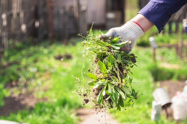 Read more about the article Getting Rid of Pesky Weeds